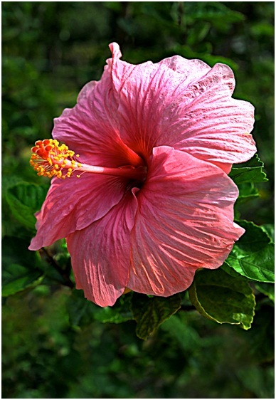 Hibiscus_6_04.jpg